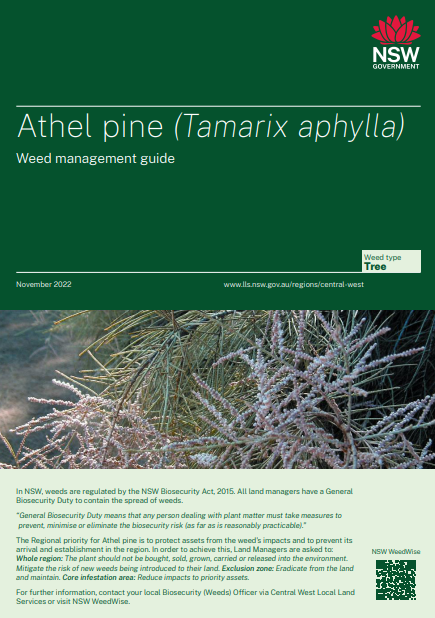 Athel Pine