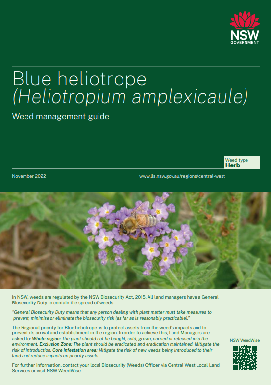 Blue heliotrope