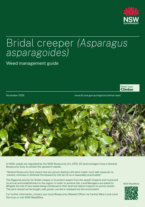 Bridal creepe