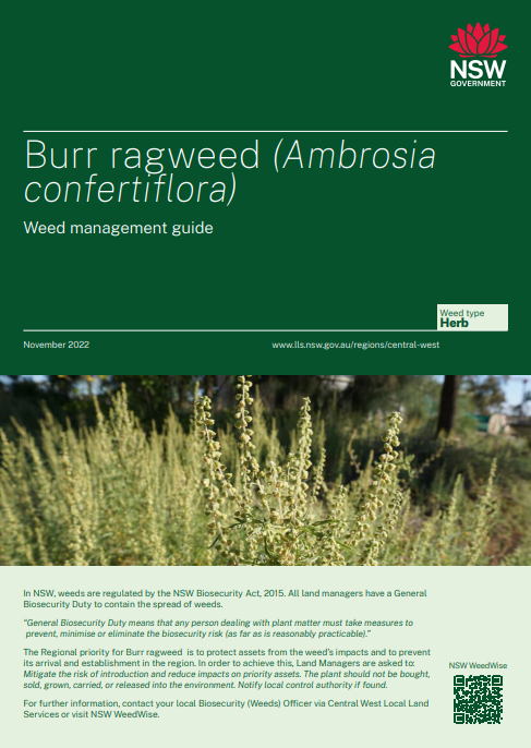 Burr ragweed 