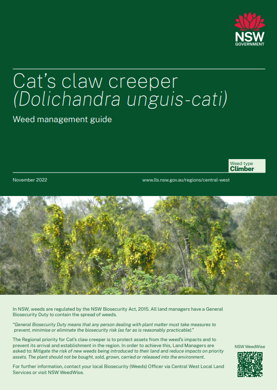 Cat’s claw creeper