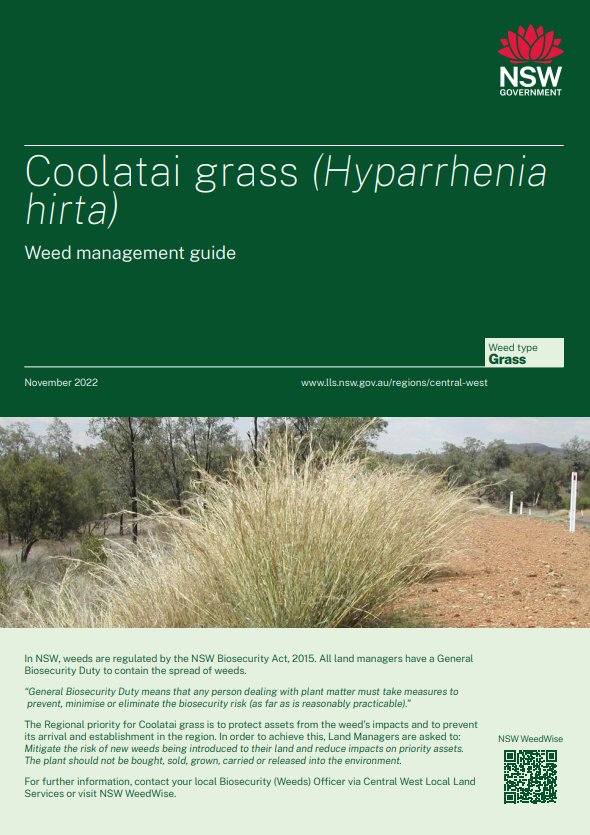 Coolatai grass