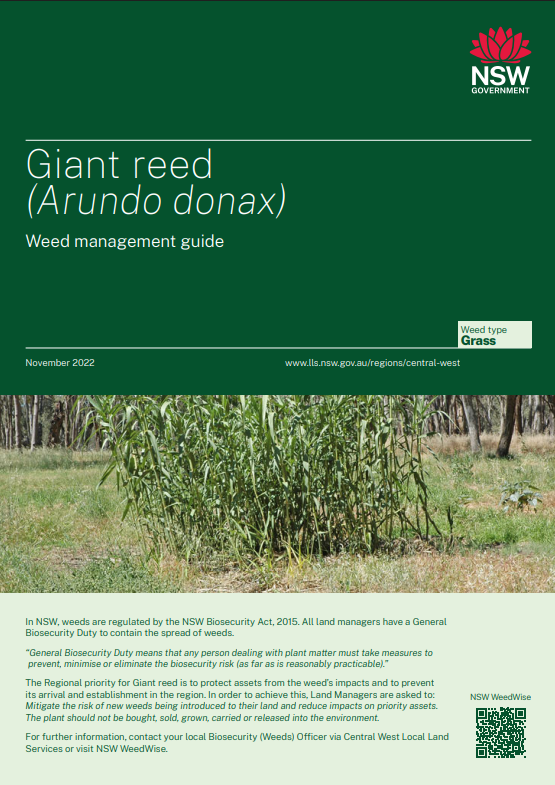 Giant Reed