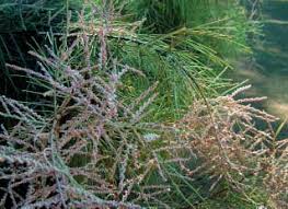 Invasive Species