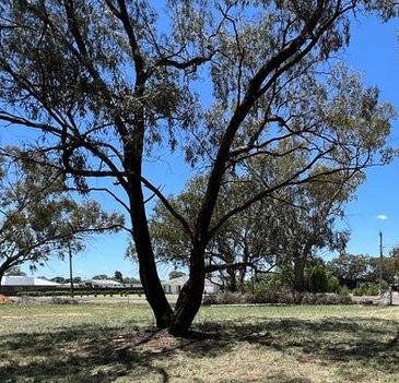 Street Trees